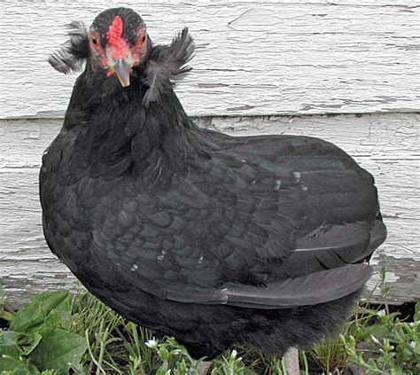 All About Araucana Chickens .